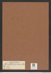 Auliscus reticulatus Grev. (de-Toni-Nr.: Genus 171, Species 4381) Zeichnungen Sammlung Grunow Mappe 04331 (Herbarium_W_Grunow_drawings_Folder_04331)